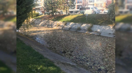 Dökülen yapraklar su yüzeyini kapladı