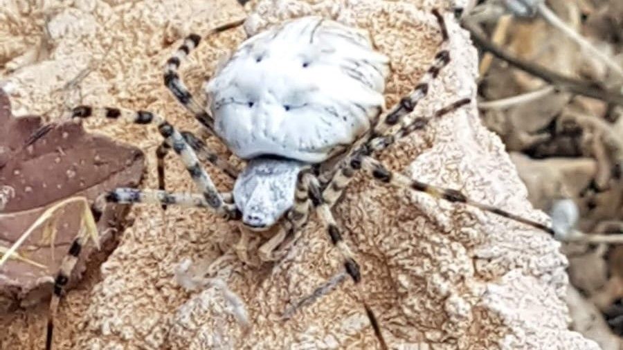 Dünyanın en zehirli örümceklerinden biri Malatya'da