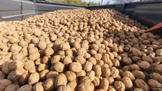 Edirne'de 400 ton ceviz rekoltesi bekleniyor