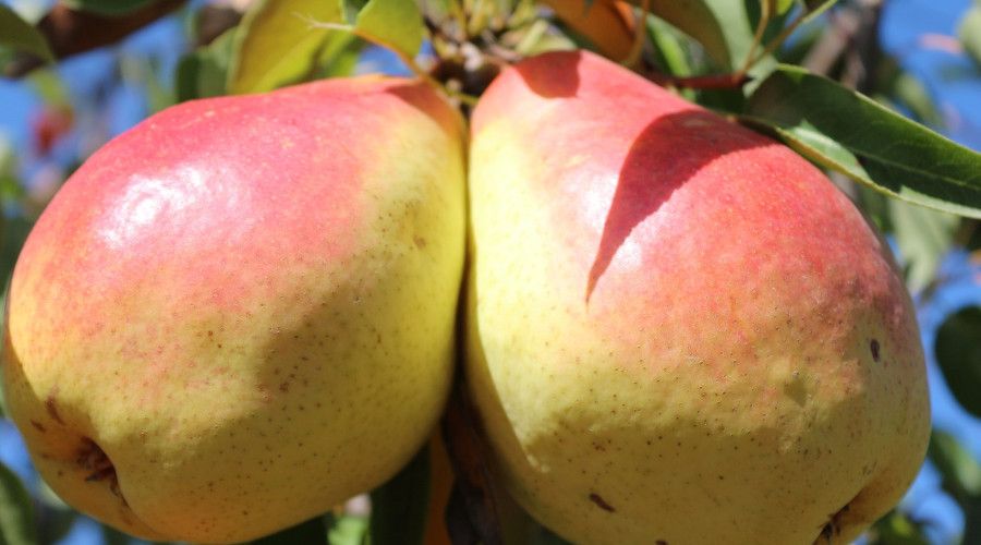 E�irdir MAREM'in 6 Armut �e�idi Tescillendi