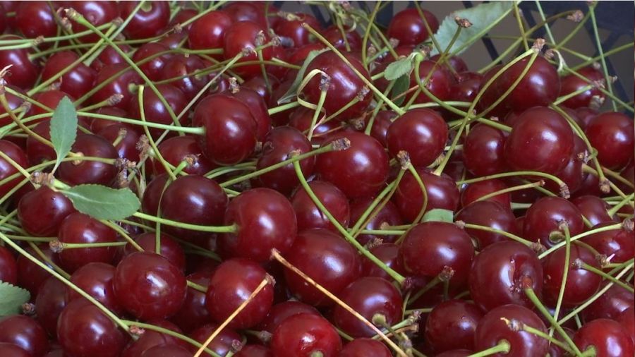 Elaz�� vi�nesi tescillendi