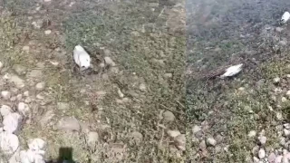 Elazığ'da martı ölümleri tedirginlik yaşattı