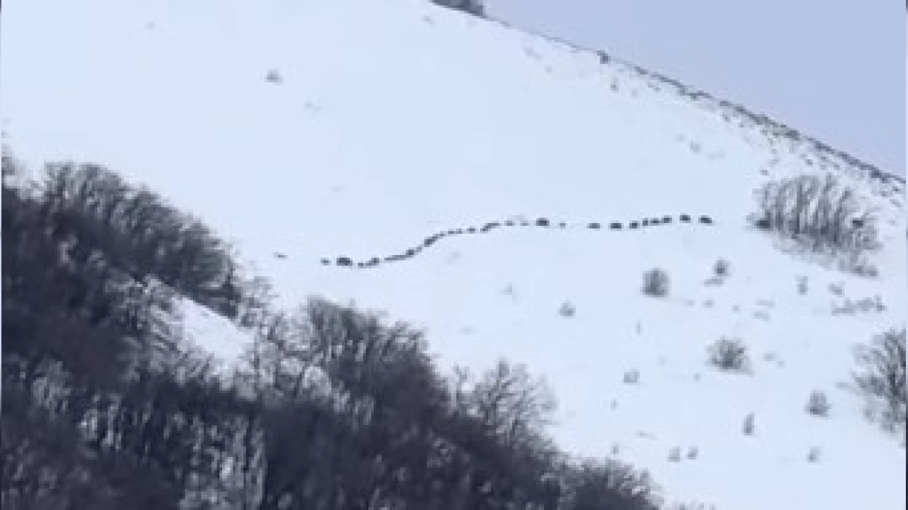 Erciyes eteklerinde yüzlerce yaban domuzu sürü halinde dolaşıyor
