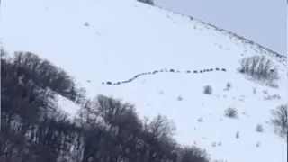 Erciyes eteklerinde yüzlerce yaban domuzu sürü halinde dolaşıyor