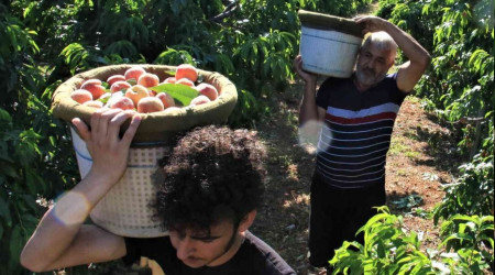 Erkenci şeftali üreticisinin yüzünü güldürdü