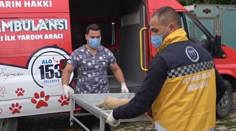 Erzincan'da 'hayvan ambulansı' hizmete girdi