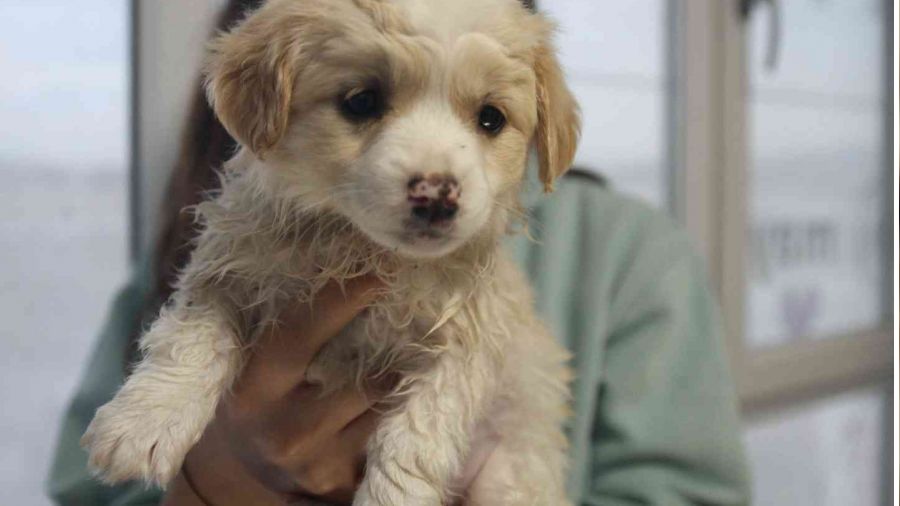 Evcil hayvan� olanlar dikkat, son tarih 31 Aral�k