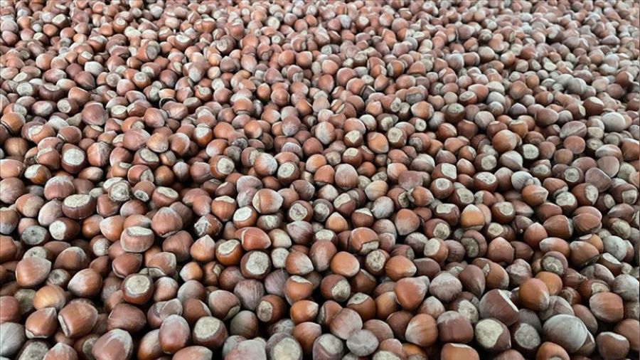 Fındığın ortalama alım fiyatı 54 lira