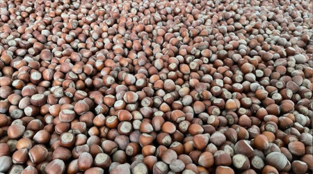 Fındığın ortalama alım fiyatı 54 lira