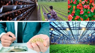 Fiyat�n, talep �zerindeki etkisi