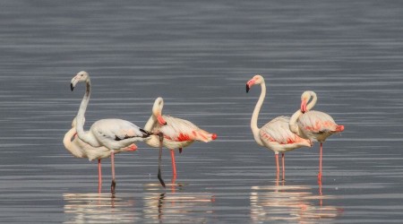 Flamingolar Erek Gl'ne bu yl erken geldi