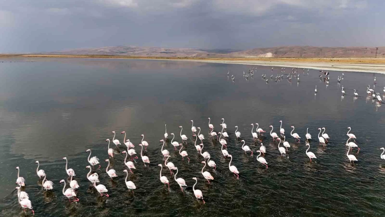 Flamingolar�n Van G�l� k�y�lar�nda renkli dans� hayranl�k uyand�r�yor