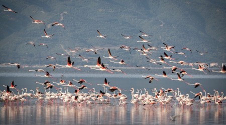 Gediz Deltası ‘Doğa Rotası’ olacak