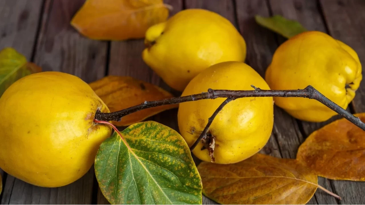 Geleneksel lezzet Ayva Turusunun faydalar