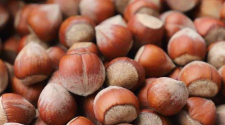 Giresun tombul fındığı artık Avrupa Birliği tescilli