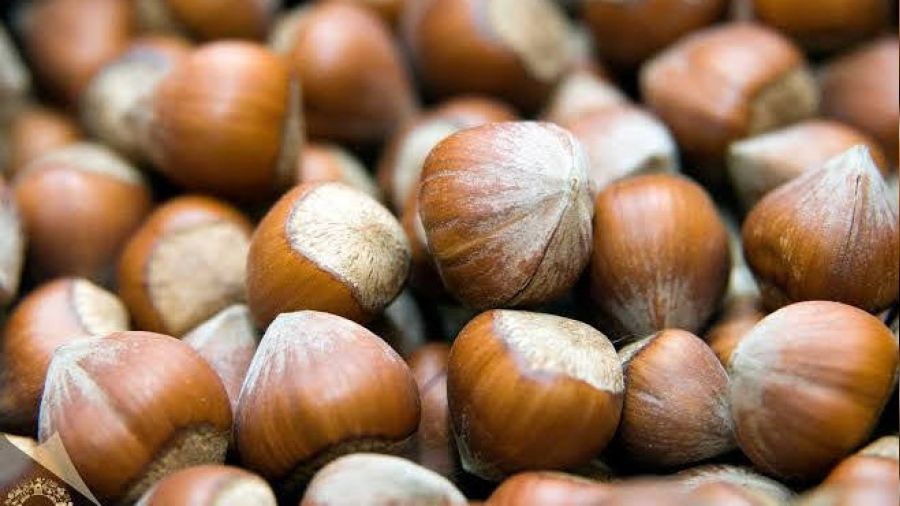 Giresun Tombul Fındığı coğrafi işaret aldı