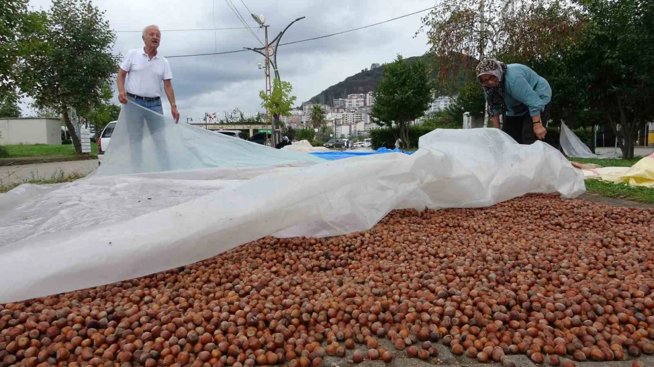 Giresunlu reticiden uyar: 'Emanete fndk vermeyin'