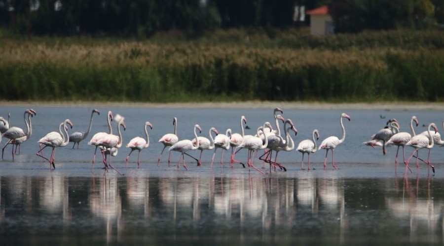 Göçmen kuş bölgeleri turizme kazandırılacak