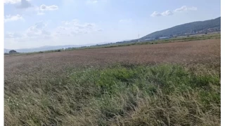 Gnen'de sulama krizi: ifti saatlik suya mahkum