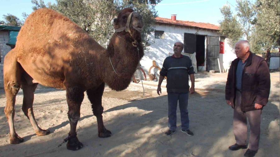 Güreş develeri antrenmana başladı