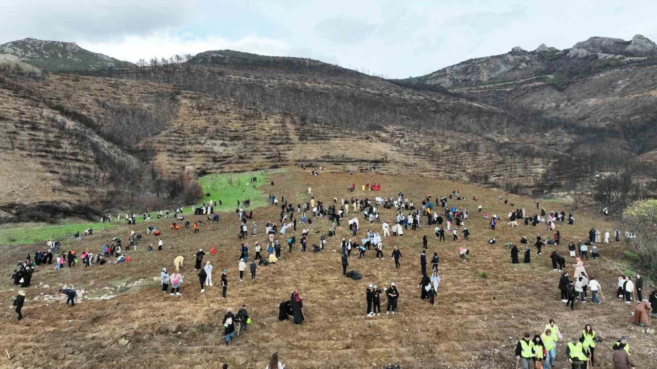 Gürsu tek yürek oldu, binlerce fidanla doldu