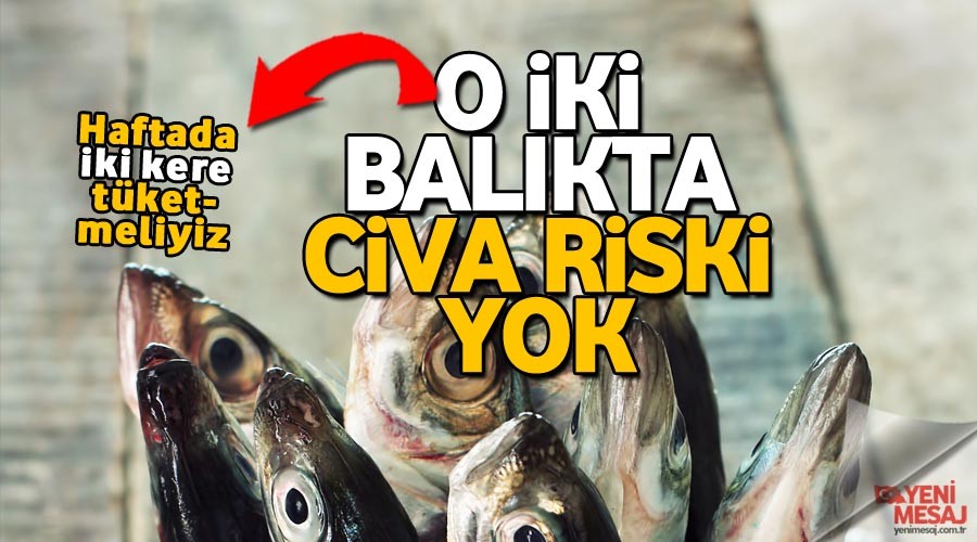 Hamsi ve istavritte civa riski yok