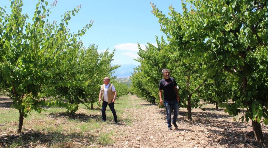 Hasat edecek ürün bulamadılar