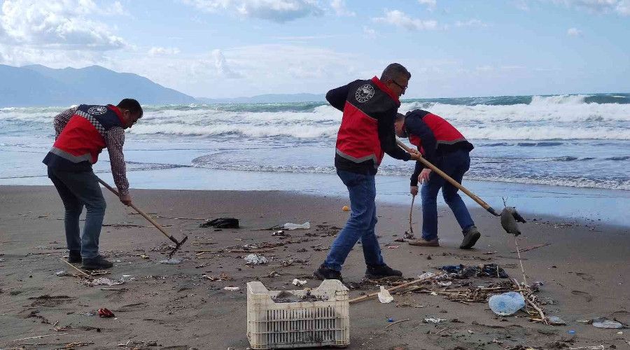 Hatay'da sahile vuran ölü denizanaları incelemeye alındı