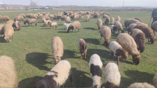 Havaların ısınmasıyla koyunlar meraya çıktı