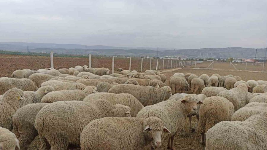 Hayvan pazarlarının kapalı olması üreticiyi düşündürüyor