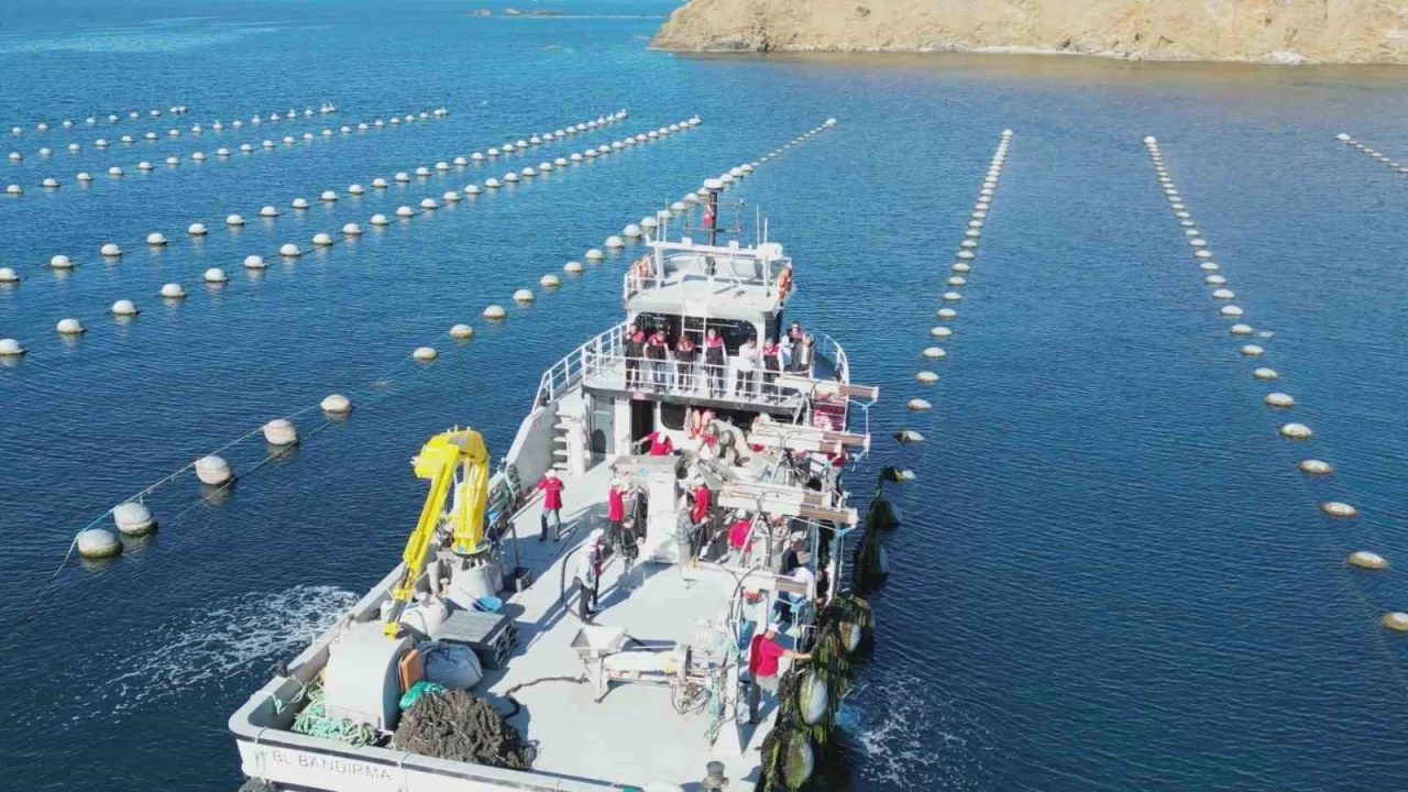 Hedef y�ll�k 43 bin ton midye �retimi