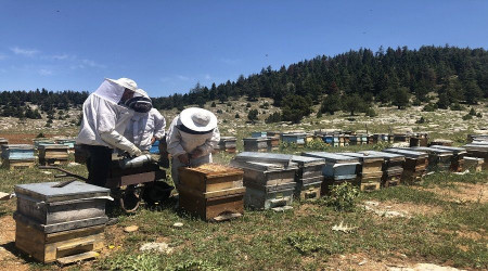 İklim değişikliği balı da vurdu
