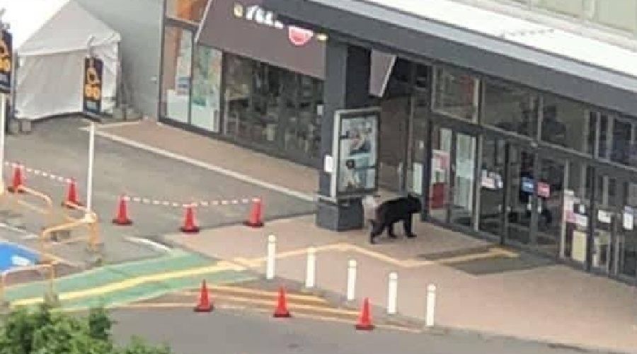 Japonya'da şehre inen ayı dehşet saçtı