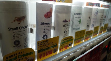 Japonya'daki atıştırmalık böcek otomatına yoğun ilgi