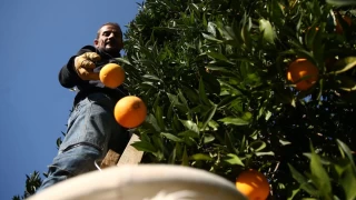 Kabuu ince olduu iin yeterince ihra edilemiyor!