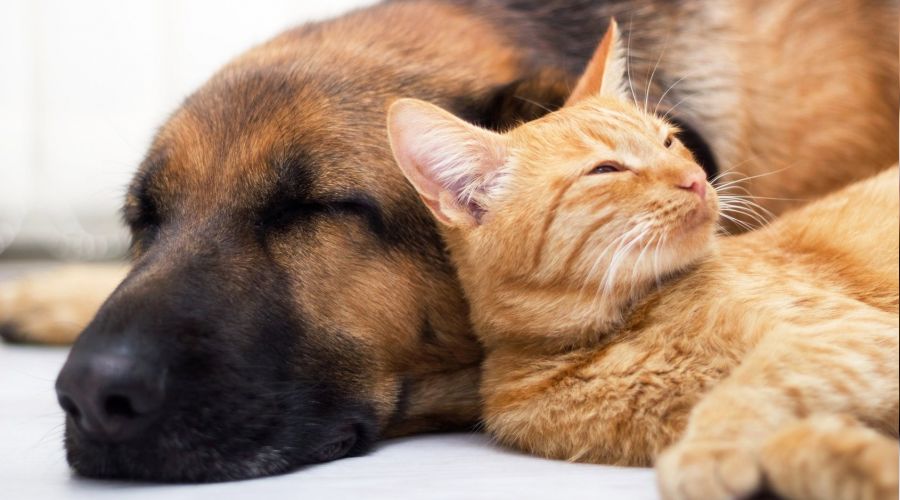 Kadıköy Belediyesi kedi ve köpekleri unutmadı