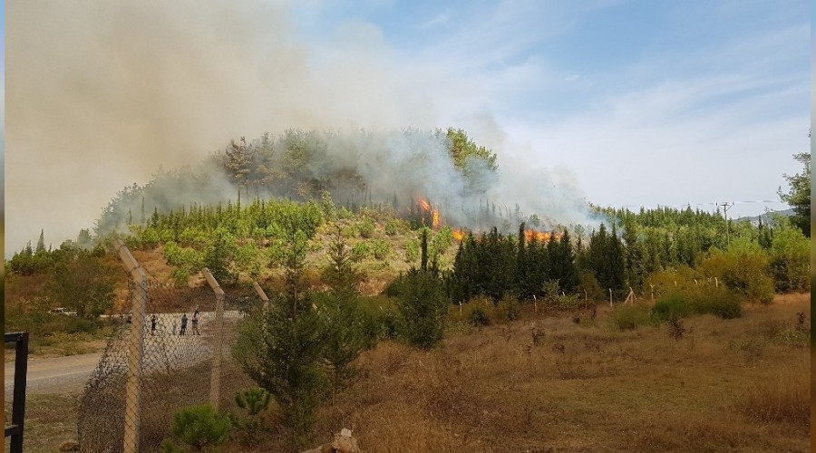 Kahramanmaraş'ta 4 ayrı noktada yangın çıktı