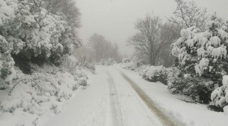 Kar yağışı zeytin ağaçlarına yaradı