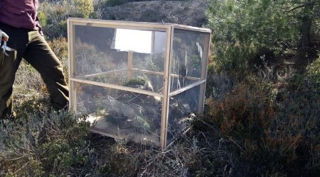 Karabiga'da çam kese böceği ile mücadele başladı