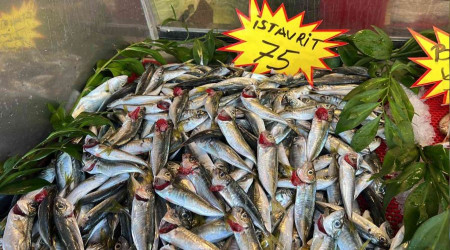 Karadeniz'de palamut bollaştı, hamsi yok oldu