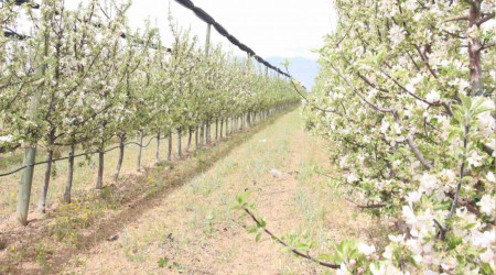 Karaman, elmada lider olma yolunda hzla ilerliyor