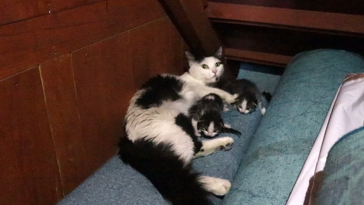 Kedi yavrular� ile camiye s���nd�