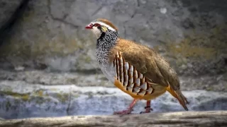Keklikler, doğanın büyüleyici yaratıklarıdır