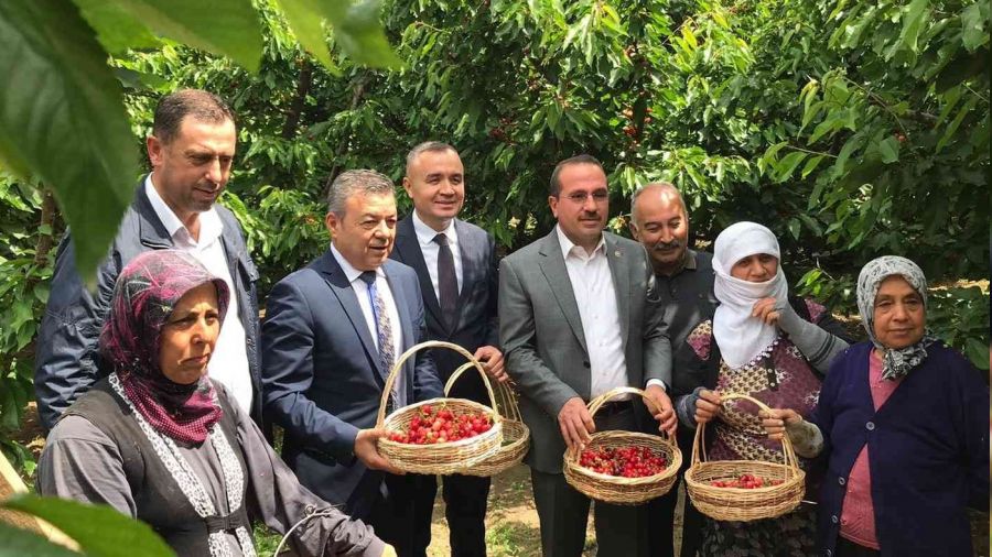 Kemalpaşa'da ilk kiraz hasadı yapıldı