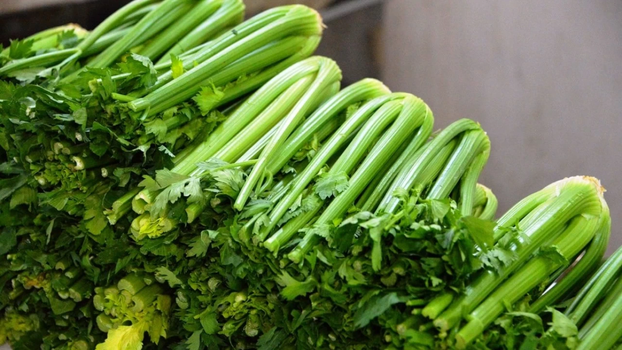 Kereviz Sap Turusu: Salkl bir lezzet alternatifi