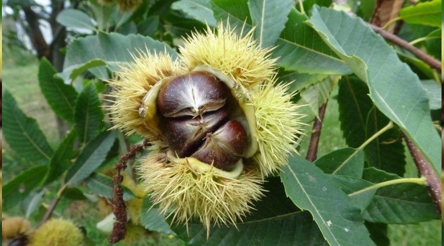 Kestane hasadı başladı