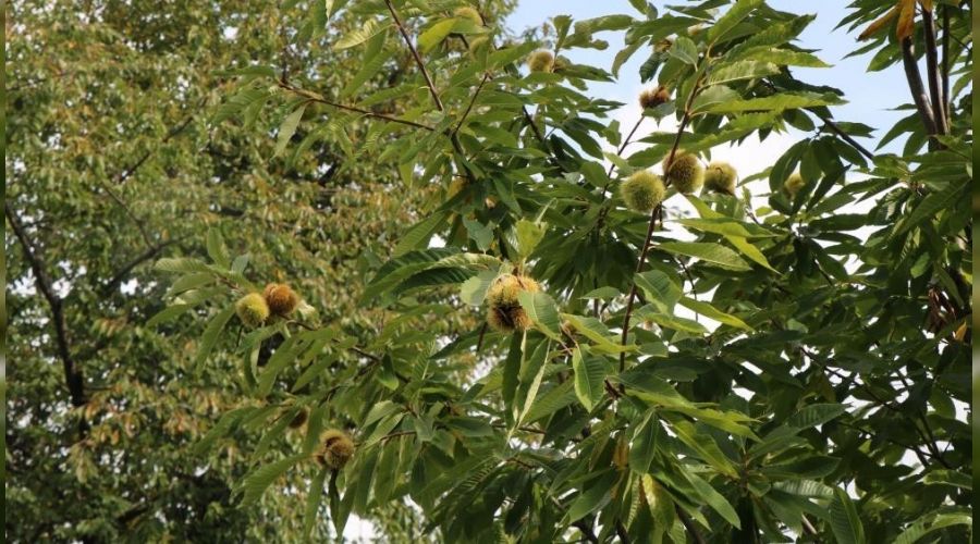 Kestane ve defne oman köylülerine kazandırdı