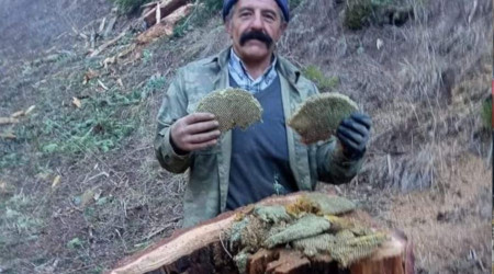 Kestiği ağacın kovuğunda çıkan bal şaşırttı