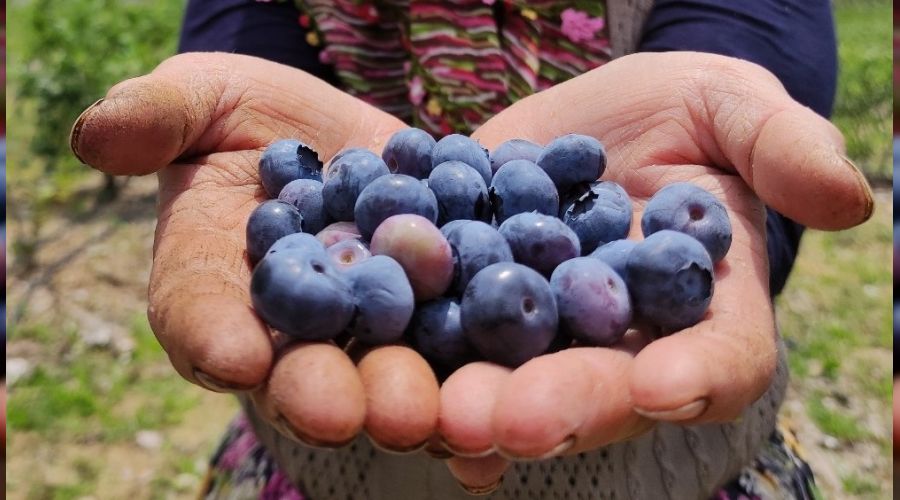 Kilosunu 100 liradan sat�yorlar