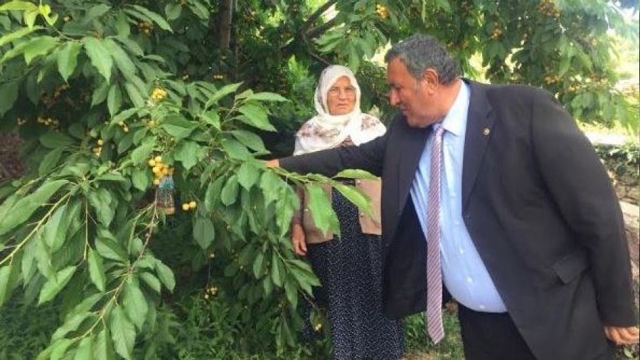 Kiraz bile dalda kald�